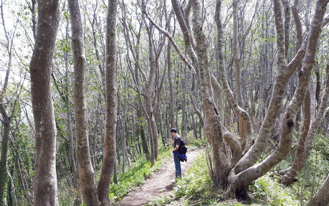 울릉도 성인봉 등정 길에서 만난 알싸하고 상큼한 바람 잊을 수 없어