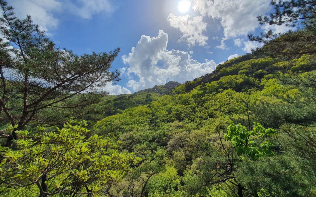 남양주시 수락산(水落山)에서 4월 연초록의 향연이 펼쳐졌다… 황홀했다