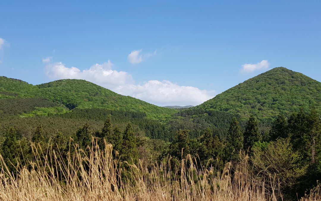 [제주 오름 가봐수까 ⑧-1] 궷물오름과 족은노꼬메오름… 궷물오름은 초지(草地)가, 족은노꼬메는 원시림(原始林)이 일품