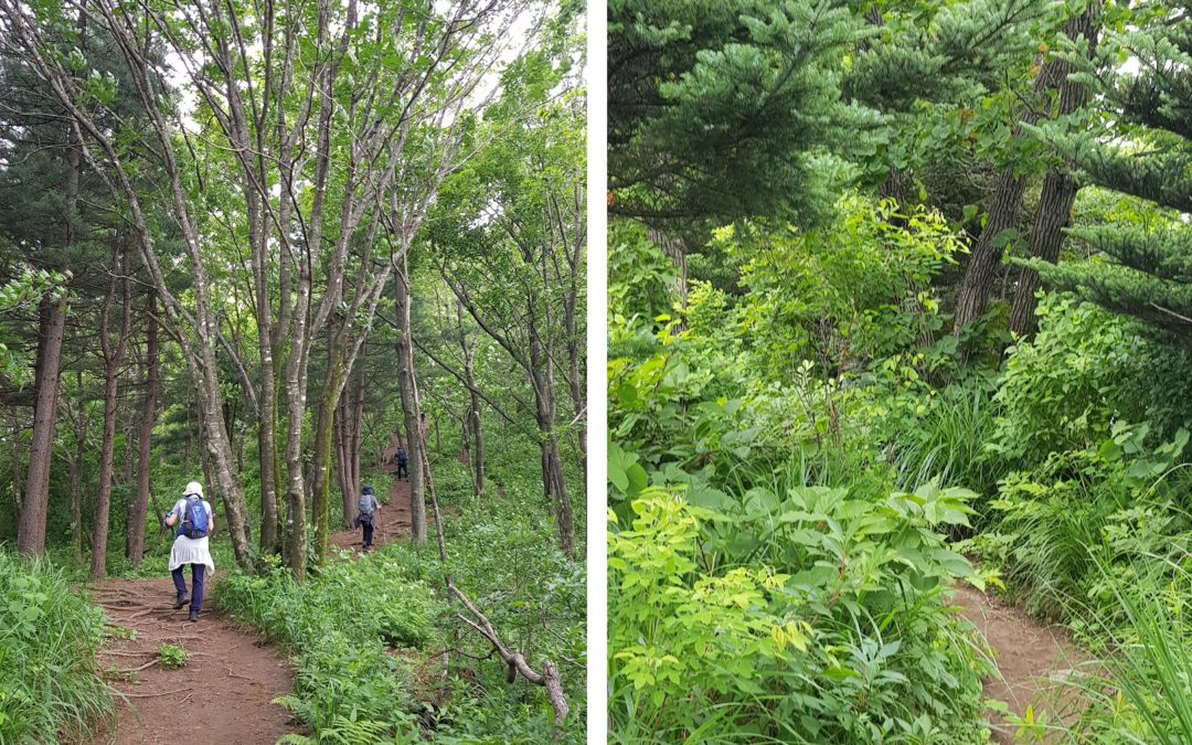 [가평 연인산] 소망능선~장수능선은 전체적으로 흙산 오솔길에 숲터널이어서 걷는 맛이 제법 쏠쏠하나 조망 없는 건 아쉬워