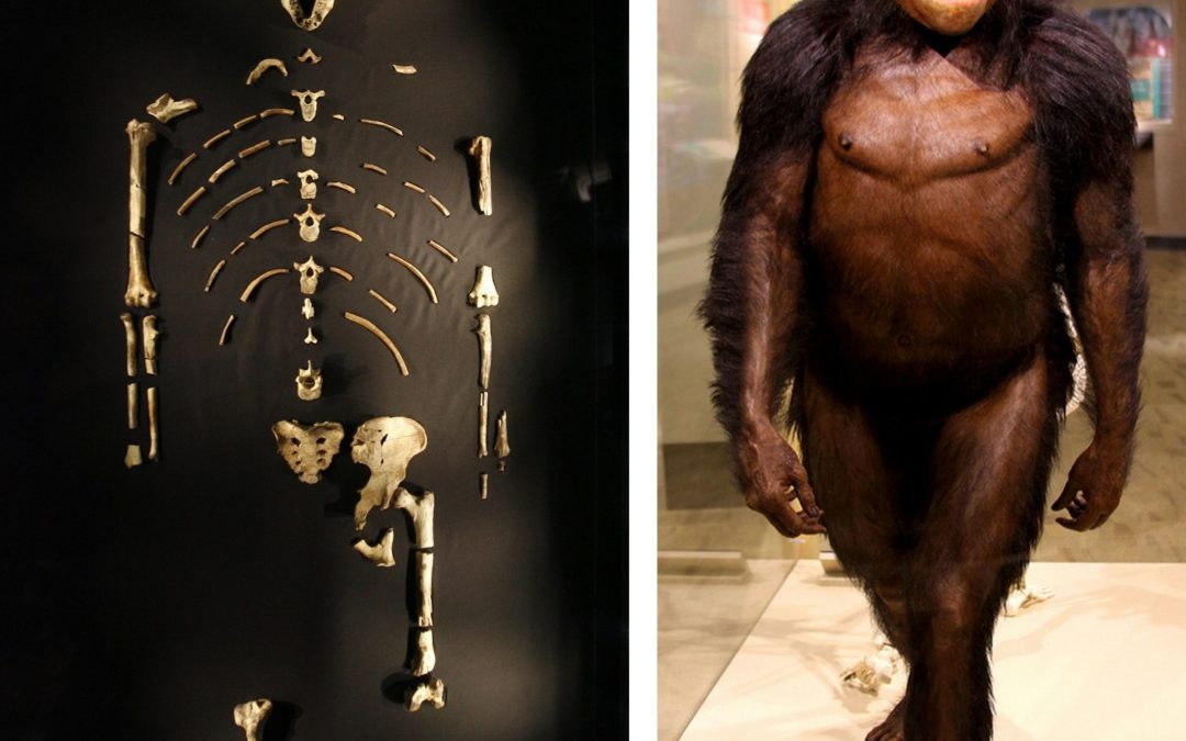 63억㎞의 우주 대장정 떠난 美 소행성 탐사선 ‘루시’는 20년간 ‘최초 이브’ 자리를 지켰던 원인(猿人) 화석에서 따온 이름