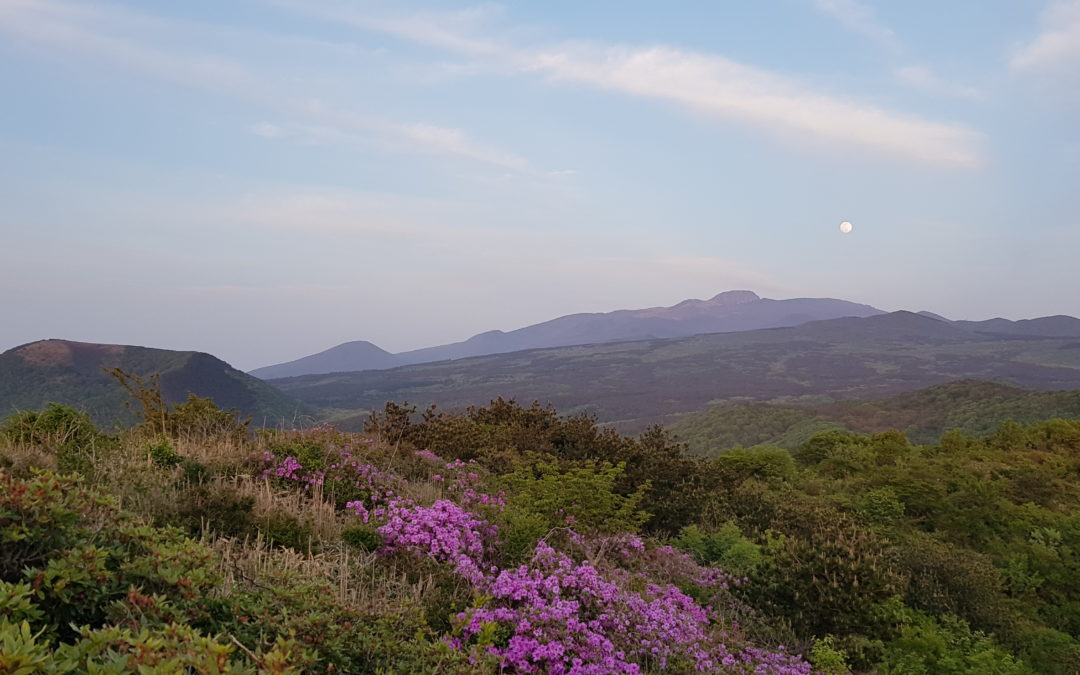 [제주 오름 가봐수까 ⑬] 바리메 오름과 족은바리메… 원시림같은 울창한 숲과 막힘없는 조망으로 SNS에서 입소문 타고 있는 명소