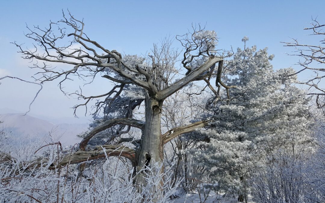 [태백산 국립공원] 순백의 눈세상 太白山(태백산)에서 그들은 마음 속으로 외쳤다. “금우디!”